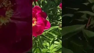 Пион
