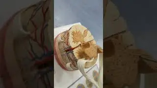 spinal cord model