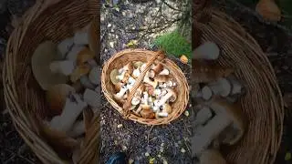 как жарить мухоморы