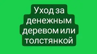 Уход за денежным деревом, она же толстянка или крассула овата.
