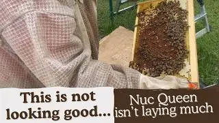 THIS HIVE IS CONCERNING... WILL THE QUEEN STOP LAYING? | BEEKEEPING LIFE