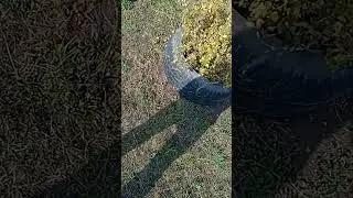 Способ защиты вашего любимого дерева😃