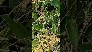 golden dodder Plant