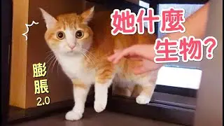 小小貓奴來訪！貓咪第一次見小朋友嚇到膨脹｜傲嬌爸的養貓日常