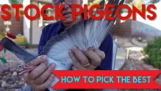 How To Pick Your Stock Birds #pigeonracing #breedingloft #stockbirds