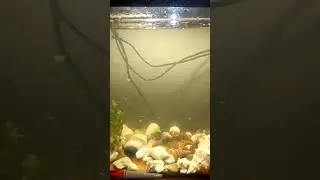 В лесу родилась ёлочка...