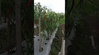 RAWAN HILANG || CABAI MERAH KRITING #shorts #petani #petanimuda  #pertanian