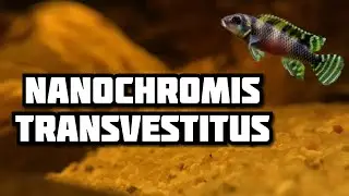 Nanochromis Transvestitus with fry