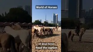 whats your favorite horse colour? 