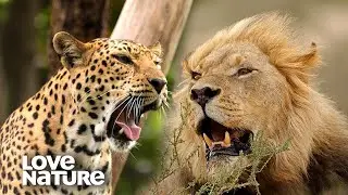 Leopard vs Lion: Who Would Win in a Fight? | Love Nature