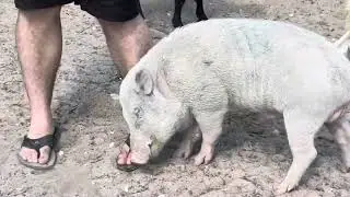 Wilbur chases Elijah!