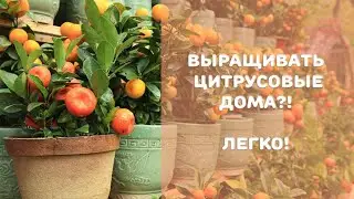 мандарин видео