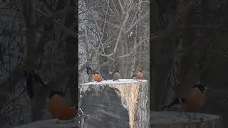 Битва снегирей 21.03.2021