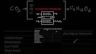 1 Dakikada Fotosentez Reaksiyonları AYT Biyoloji