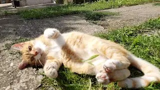 Ticklish Cat Paws