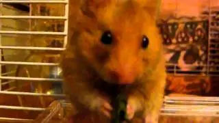 Hamster eating lettuce