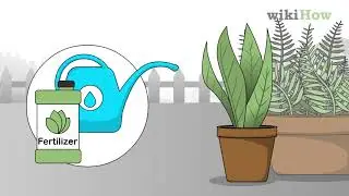 How to Grow Healthy Plants