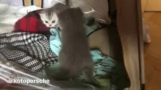 Первые игры шотландских котят