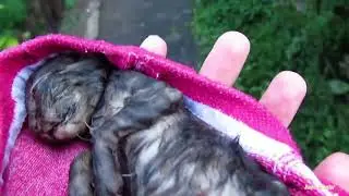 Котенок найденный после ливня  Чудесная история исцеления малютки