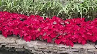 Talk a ride on the River Walk@caregiversuccessbynancytheNP