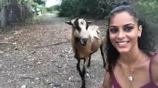 Две Овцы