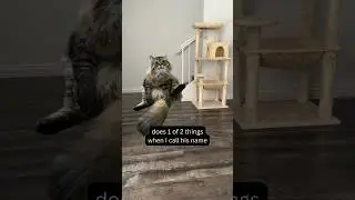 My Siberian Cat Knows His Name