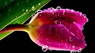 ស្តាយចិត្តដែលស្រលាញ់ - Sday Chet Del Srolanh - Pen Ron