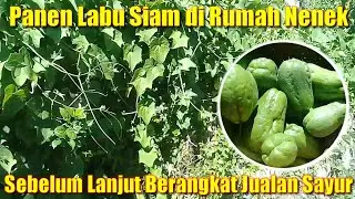 Panen Labu Siam di Rumah Nenek!! Sebelum Lanjut Jualan Sayur Keliling