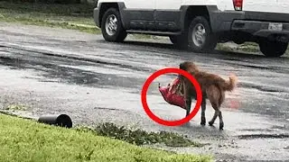 SHOCKING ASIA! The dog carried a bag in his teeth, its contents TERRIBLED EVERYONE!