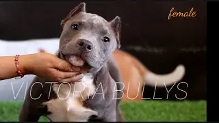 LOS MEJORES CACHORROS ,american bully