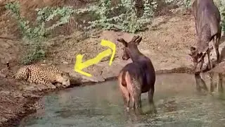 Amazing !! Leopard and Deer | Same time Same WaterHole