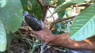 Air Layer Guava Tree