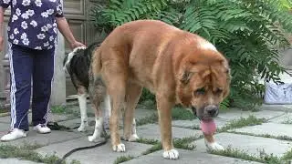 Mating of Flint and Gyurza. Central Asian Shepherd Dogs.