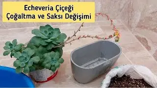 Echeveria Çiçeği Bakımı Çoğaltma ve Saksı Değişimi Nasıl Yapılır👍 Çiçek Sukulent Bakımı #sukulent