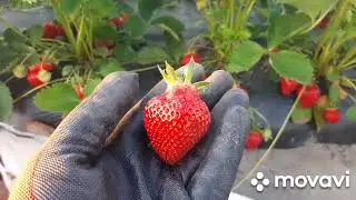 Strawberry ARIANNA - a productive variety with an amazing taste