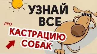 Кастрация собак