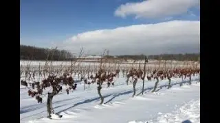 Що робити якщо виноград вимерз ?