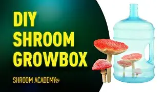 🍄 Shroom Academy DIY shroom growbox or how to make grow kit without shoping