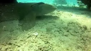 Nurse Sharks- St. John Booby Rock