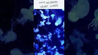 Jellyfish fun facts #trending #viral #youtubeshorts