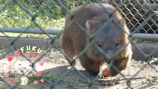 ぼくの疾走みてよ〜〜！ ウォンバットのフクちゃん（五月山動物園）