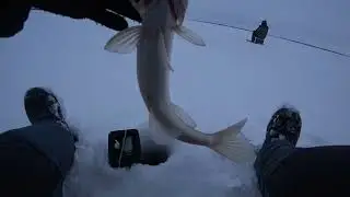 Судак в Быстровке.  ОВХ   