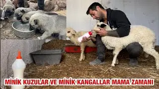 Feeding lambs with bottle feed and kangal babies' first food🥰