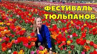 Фестиваль тюльпанов 🌷