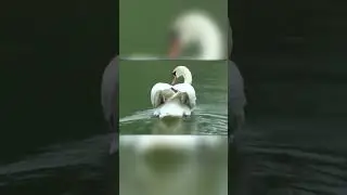 Встреча Лебедей После Разлуки