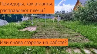 Июнь 2024. Рассада. Огурцы, кабачки, цукини и базилик. Помидоры атланты или снова сгорели на работе?