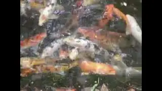 Koi fish in Asian Garden