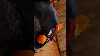 Angry Birds 4K #angrybirds #4k