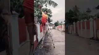 Panen Jantung Pisang