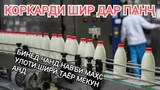 Дар нохияи назди сархадии Панч, бинед ширро чихел коркард мекунанд...